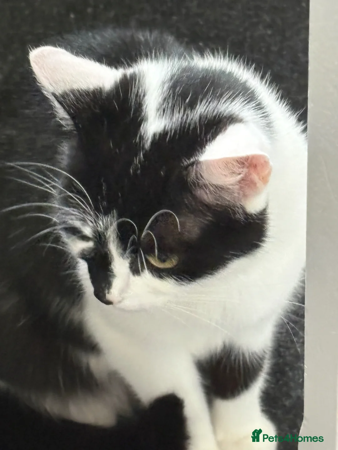 Mixed Breed cats for sale: 3 beautiful kittens ready now - Advert 4