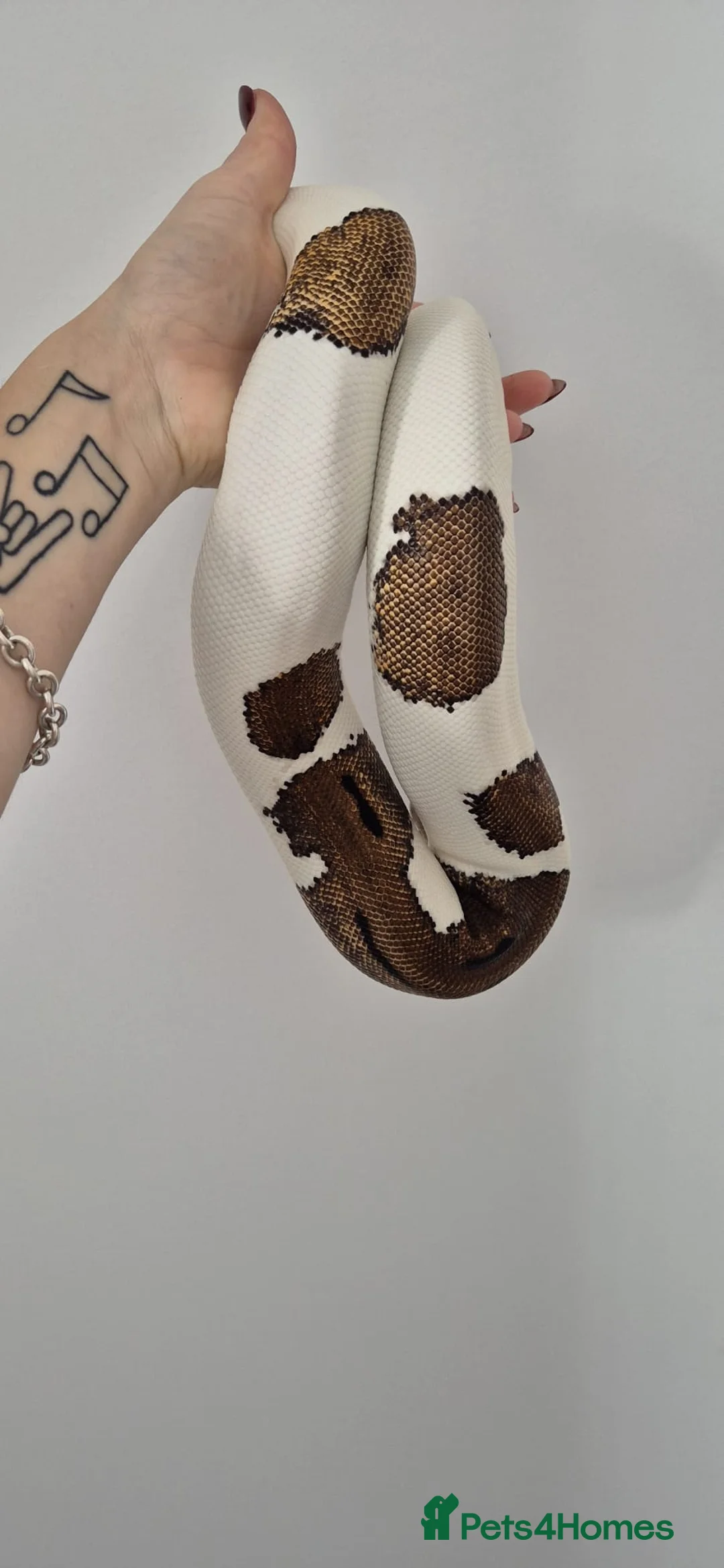 Python Snake reptiles for sale: Leopard Pied, Calico Ball python - Advert 2