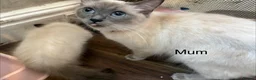 Ragdoll cats for sale: Beautiful Ragdoll Kittens for sale (REDUCED) - Advert 22