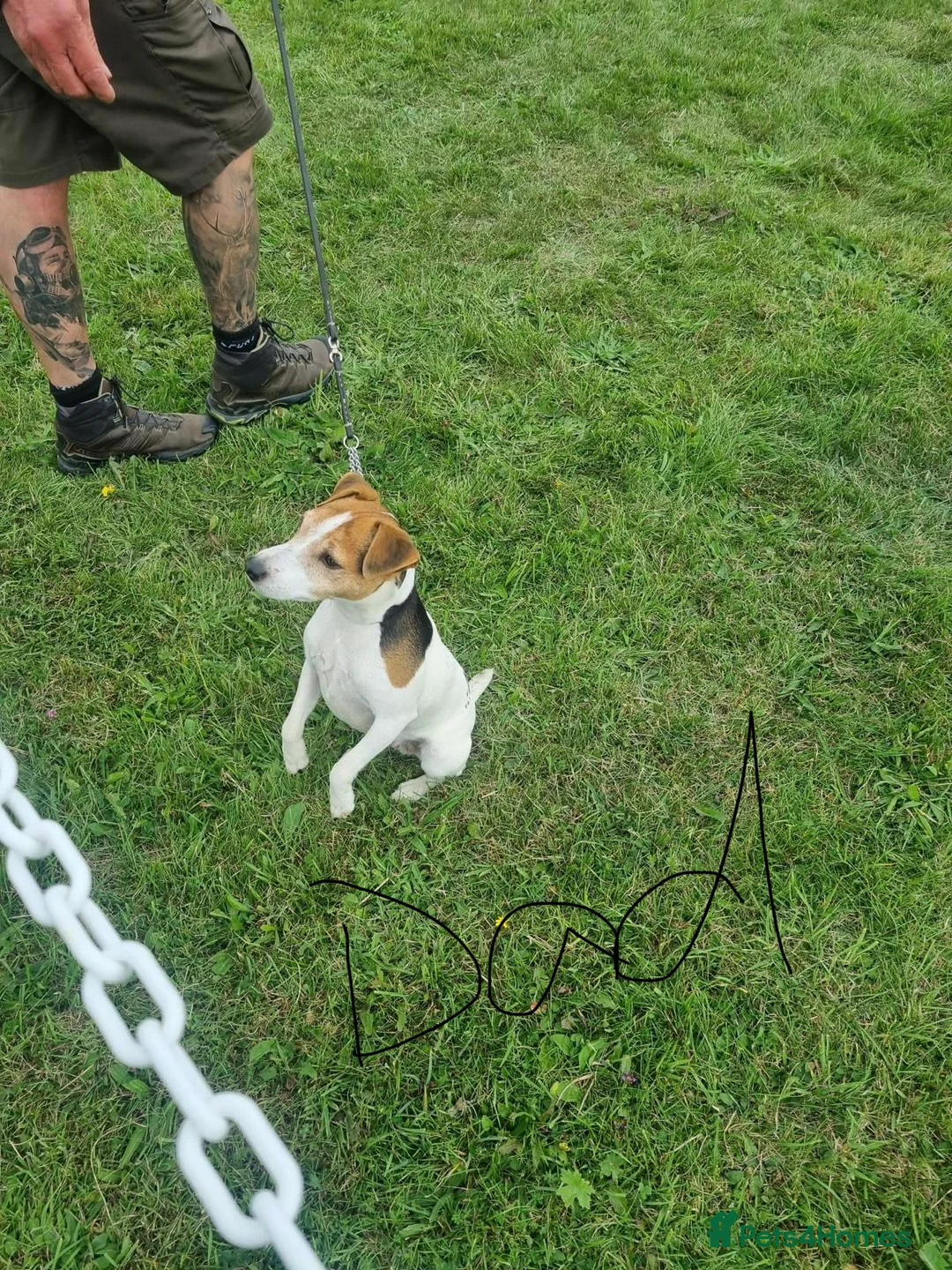 Jack Russell dogs for sale: Miniature jack Russell puppies  in Chesterfield - Advert 2