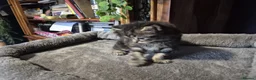 Norwegian Forest Cat cats for sale: Norwegian forest cat X marbled bengal - Advert 5