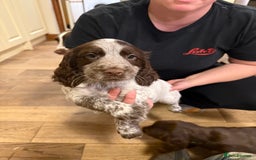 Sprocker dogs for sale: Sprocker puppies  - Image 11