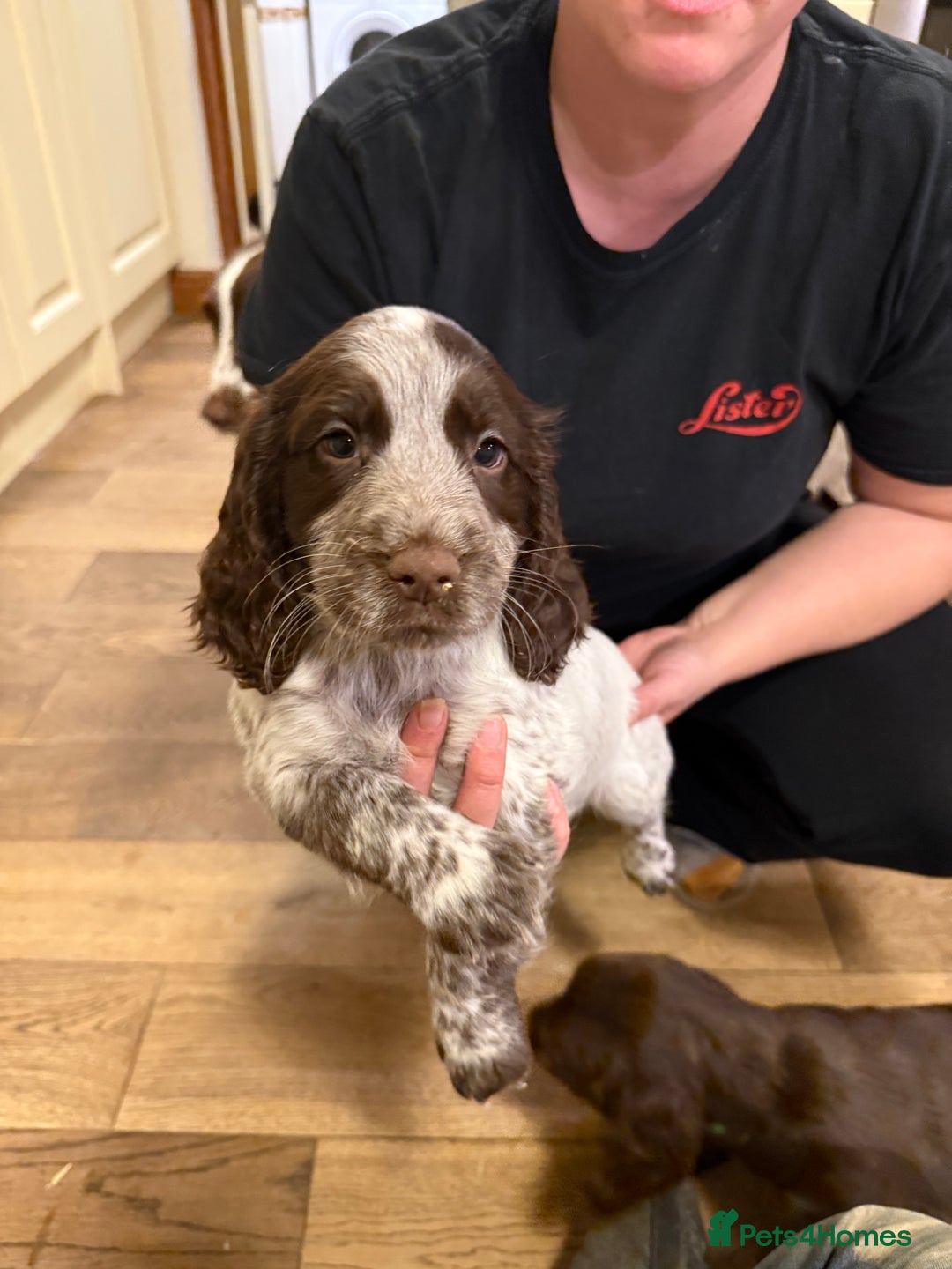Sprocker dogs for sale: Sprocker puppies  - Image 11
