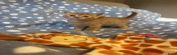 Mixed Breed cats for sale: British Shorthair Cross Kittens for Sale 🐾 - Advert 8