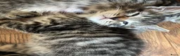 Bengal cats for sale:  Bengal kittens ready for their forever home - Advert 3