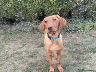 Labrador Retriever dogs Trained Labrador for sale - Advert 5