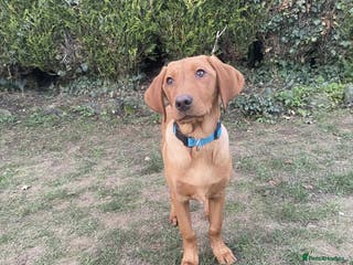 Labrador Retriever dogs Trained Labrador for sale - Advert 12