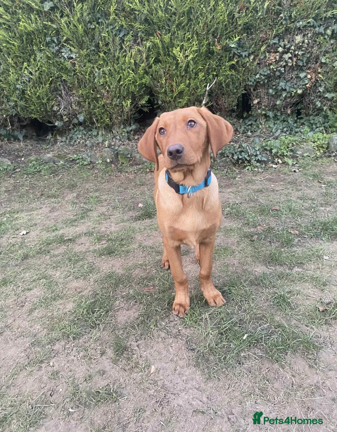 Labrador Retriever dogs for sale: Trained Labrador for sale *RESERVED* - Advert 1