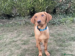 Labrador Retriever dogs Trained Labrador for sale *RESERVED* - Advert 7