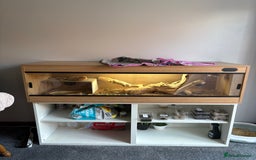 Bearded Dragon reptiles for sale: 3 year old beared dragon- comes with viv+extras - Image 1