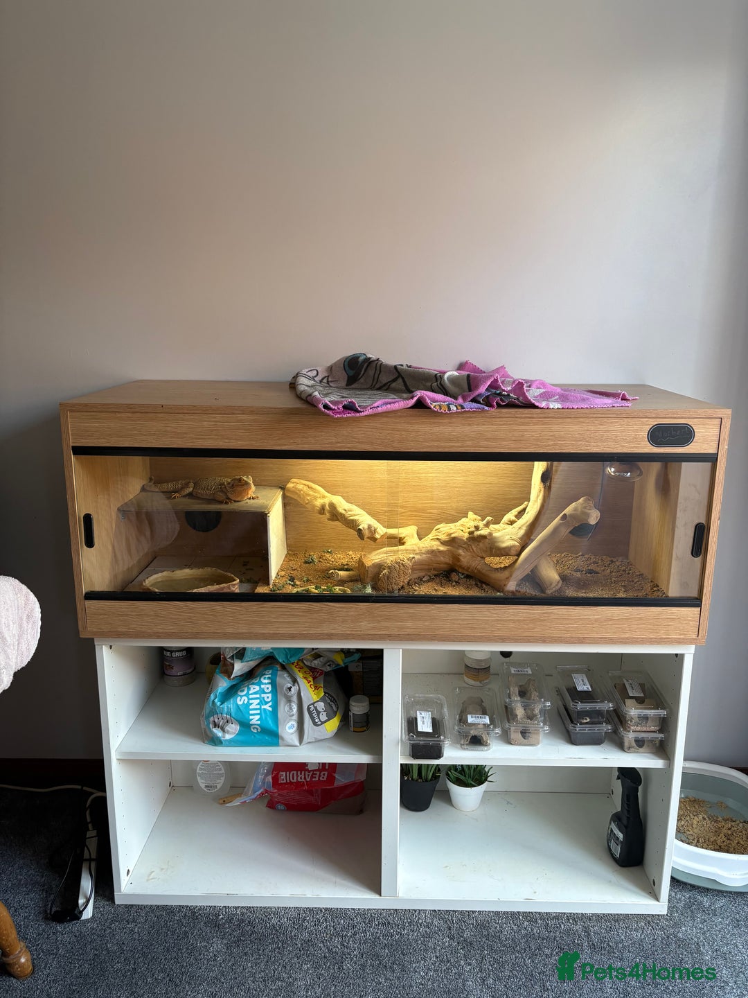 Bearded Dragon reptiles for sale: 3 year old beared dragon- comes with viv+extras - Image 1