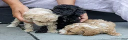 Mini Goldendoodle dogs for sale: Mini Goldendoodle boy - Advert 11