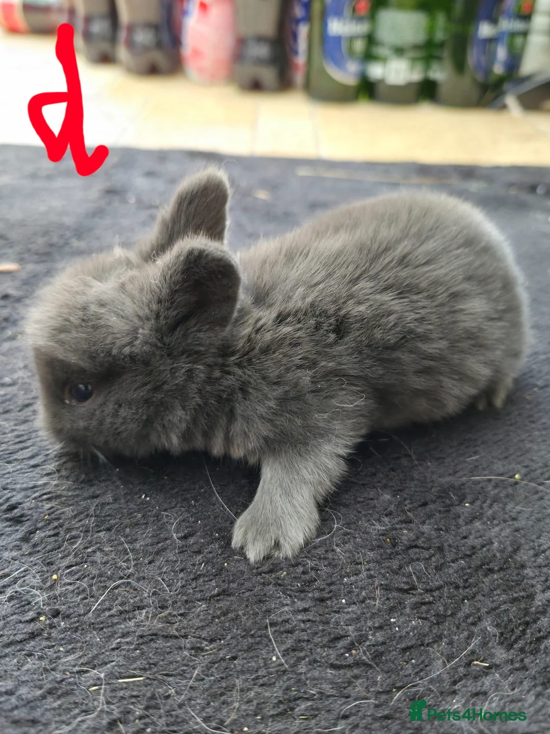 Netherland Dwarf rabbits for sale: Netherlands Dwarf babies  in Hailsham - Advert 12