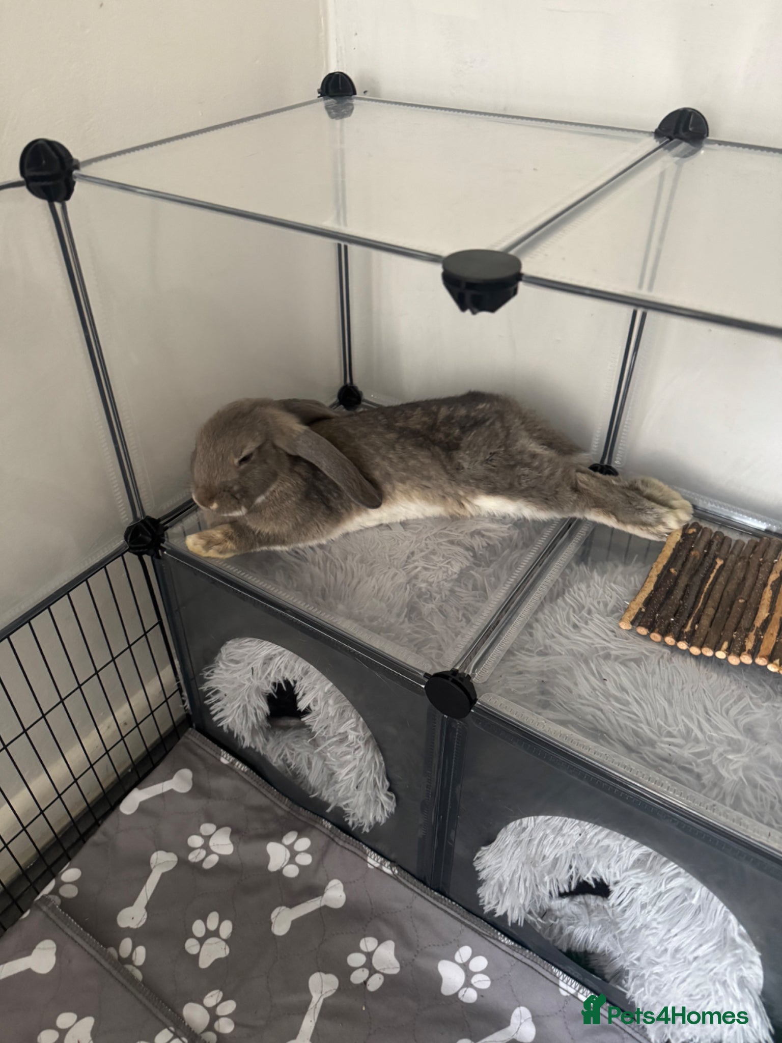 Dwarf Lop rabbits Bonded pair (females) - Advert 1