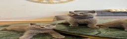 British Shorthair cats for sale: British Shorthair Kittens🐈‍⬛  - Advert 3