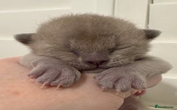 Burmese cats for sale: Four beautiful, bouncy, robust GCCF-reg'd kittens - Image 3
