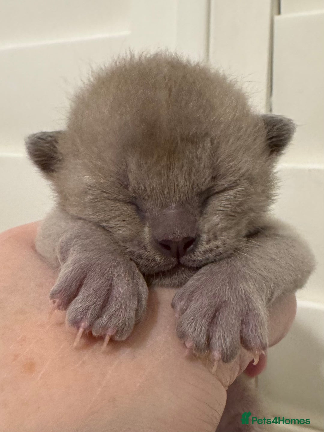 Burmese cats for sale: Four beautiful, bouncy, robust GCCF-reg'd kittens - Image 3
