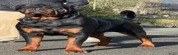 Rottweiler dogs for stud: HUGE KC REG HEALTH TESTED MALE, CHAMPION BLOODLINE - Advert 10