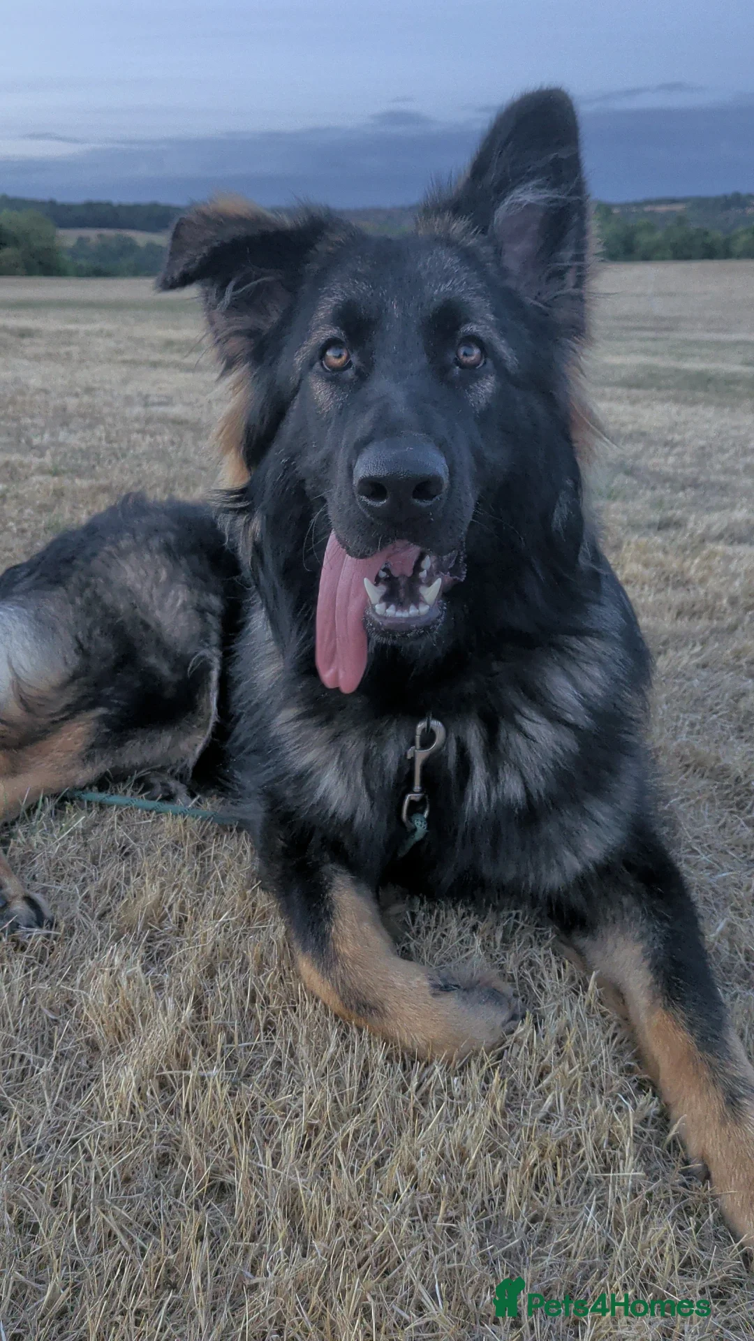 German Shepherd dogs for sale: Rehome German Shepherd in Sheffield - Advert 5