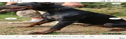 Dobermann dogs for sale: 1 stocky female Doberman left - Advert 8