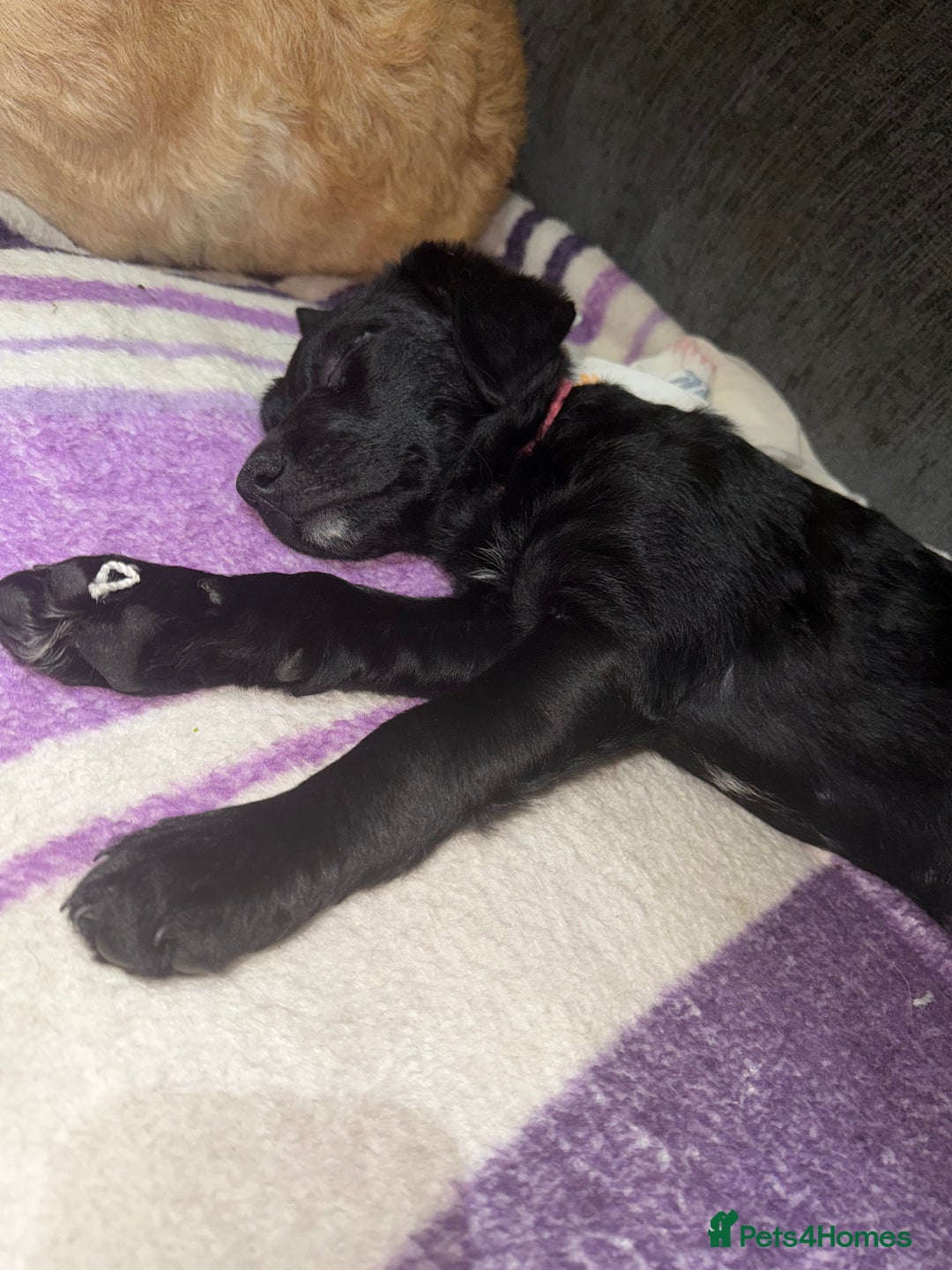 Mixed Breed dogs for sale: READY NOW - Goldador Miniature Puppies - Advert 6