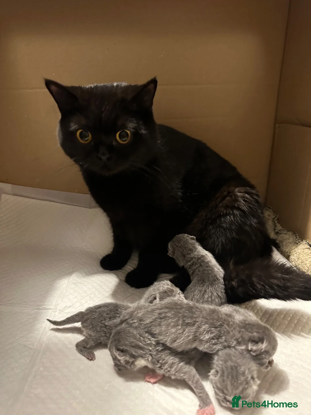 British Shorthair cats for sale: 🐾 Beautiful British Shorthair Kittens 🐾 - Advert 4