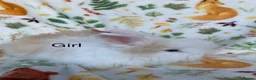 Angora rabbits for sale: Adorable angora babies - Advert 7