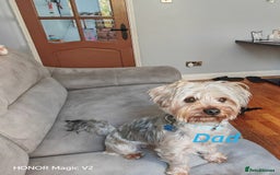 Yorkshire Terrier dogs for sale: 2 Beautiful Yorkshire Terrier Puppy Boys.  - Image 5