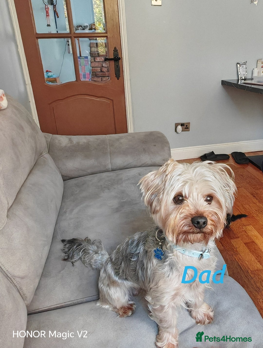 Yorkshire Terrier dogs for sale: 2 Beautiful Yorkshire Terrier Puppy Boys.  - Image 5