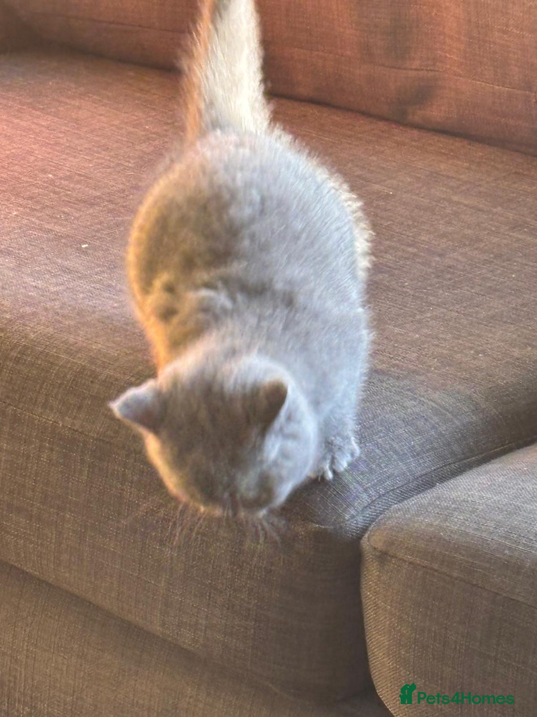 British Shorthair cats for sale: British Shorthair Kittens Available - Image 5