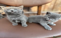 Russian Blue cats for sale: Russian Blue kittens  - Image 5
