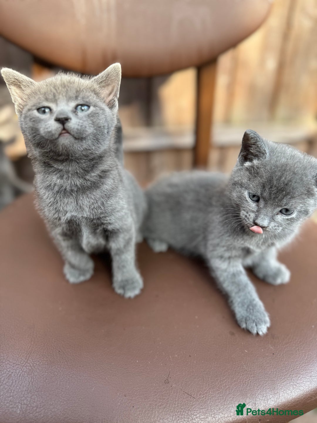 Russian Blue cats for sale: Russian Blue kittens  - Image 5