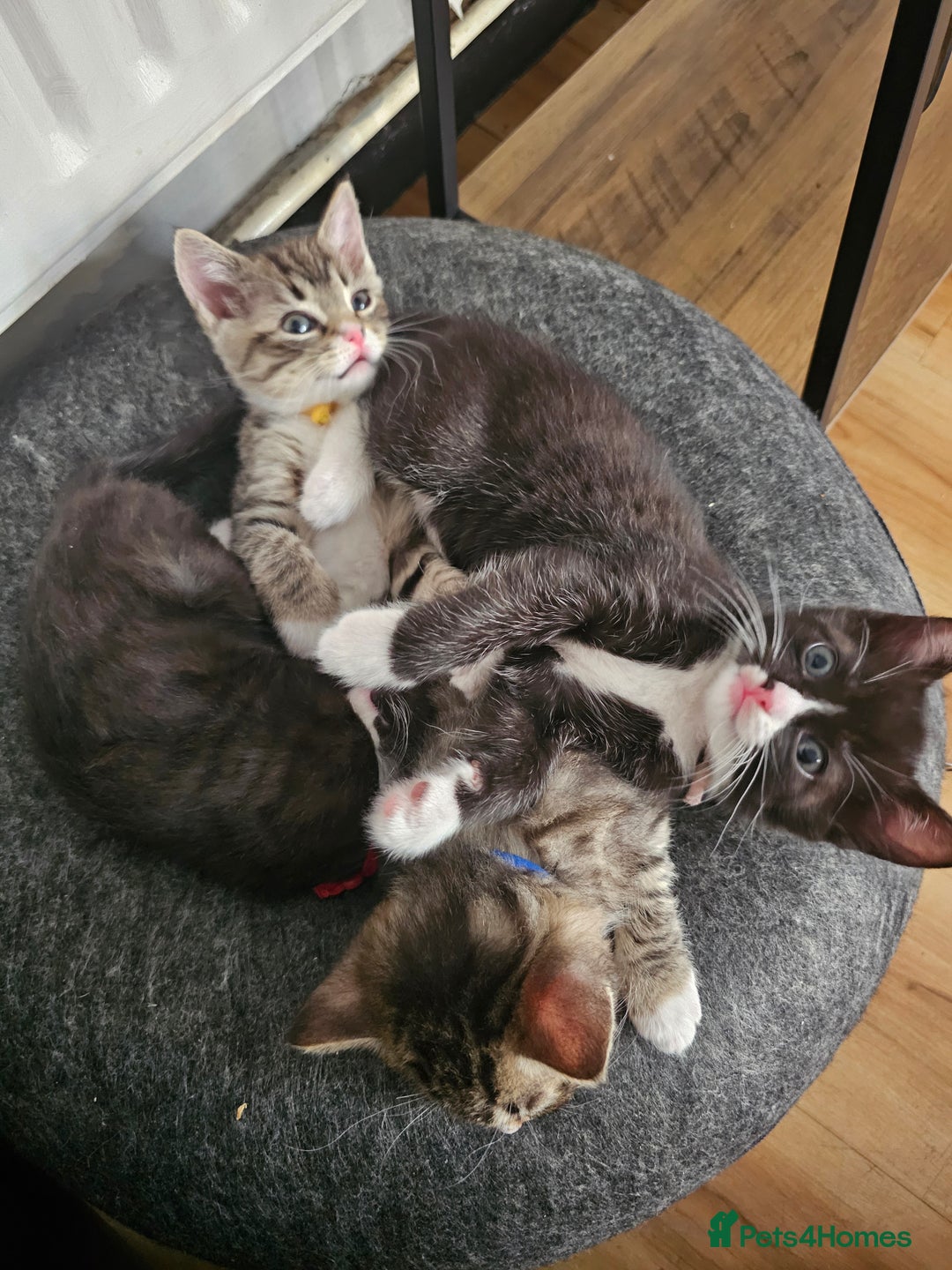 Ragcoon cats for sale: Ragdoll x kittens 😸 😍 ready 10/09/25 - Image 11