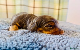 Miniature Dachshund dogs for sale: Gorgeous Long Haired KC Miniature Dachshunds - Image 14