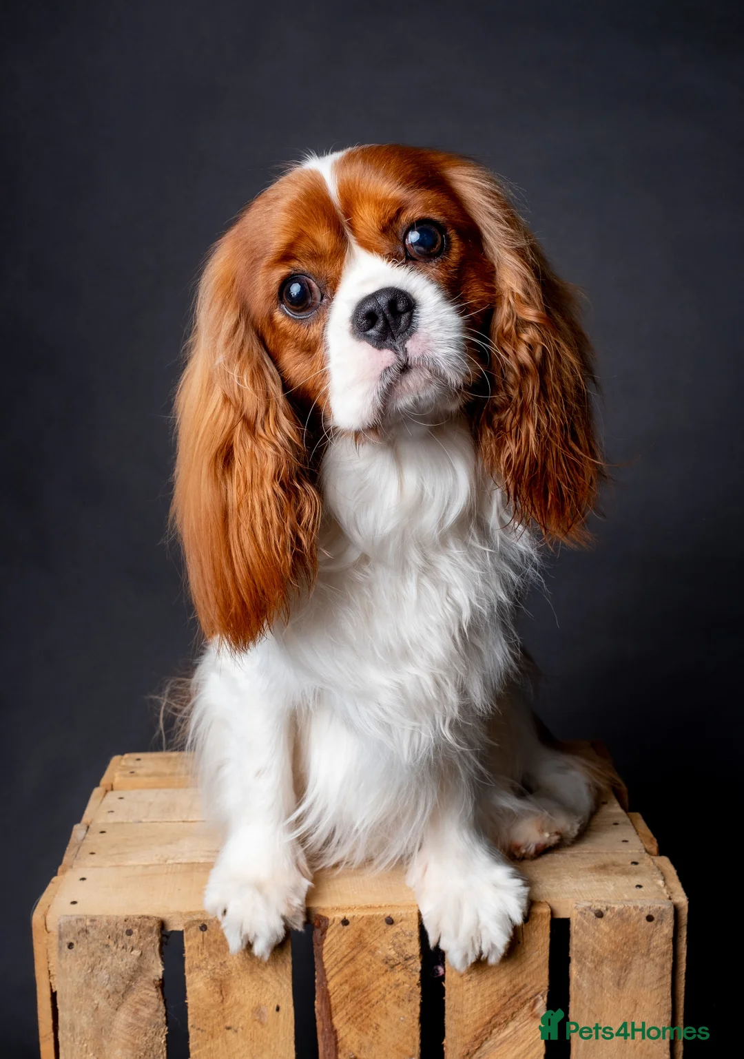 Cavalier King Charles Spaniel dogs for stud: KC REG CHAMPION SIRED HEALTH TESTED CLEAR CAV STUD in Hoddesdon - Advert 2
