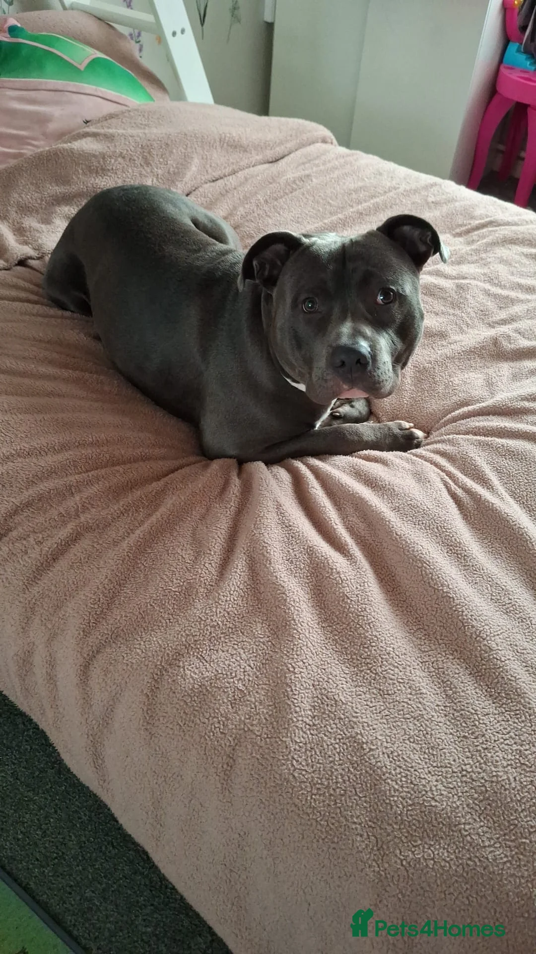 Mixed Breed dogs for sale: (Floyd) Blue with white socks staffy - Advert 4