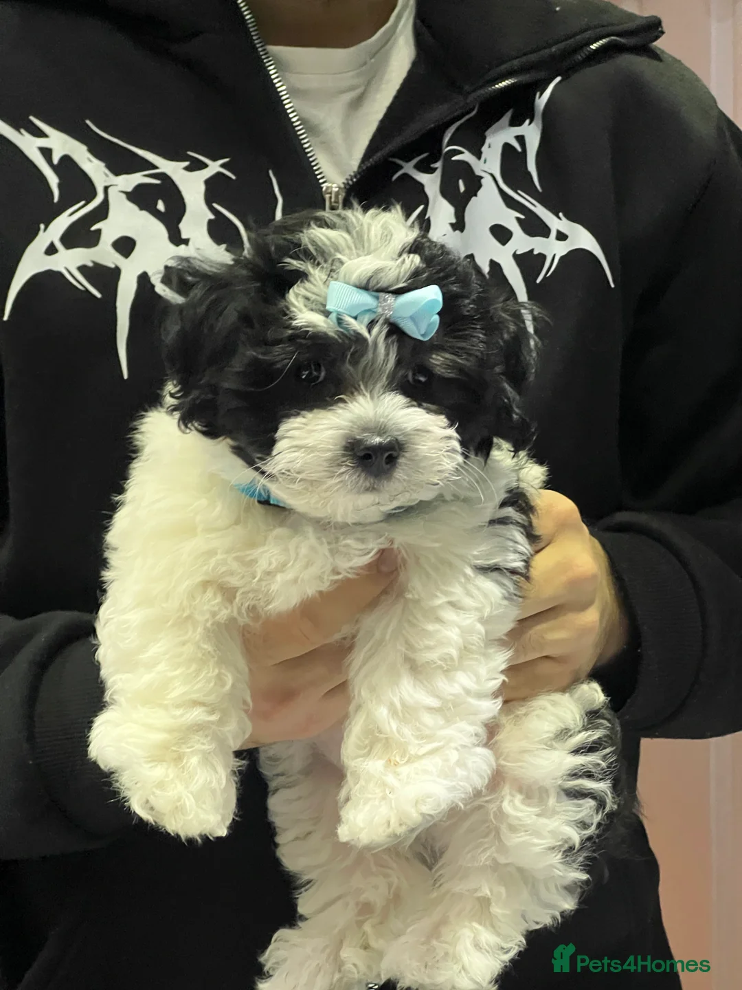 Malshi dogs for sale: Malshi puppy one boy left !! - Advert 4