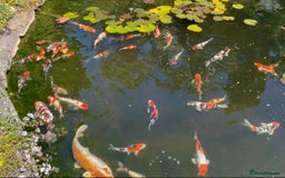 Koi Carp fish for sale: Koi for sale - Image 2
