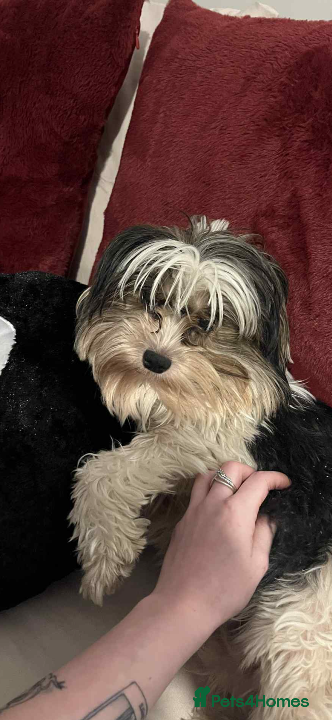 Biewer Terrier dogs for sale: FEMALE BIEWER TERRIER, ready to go  - Advert 4