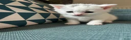 British Shorthair cats for sale: 4 adorable kittens remaining ready for a new home - Advert 5