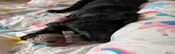 Cocker Spaniel dogs for stud: Cockapoo Stud in Runcorn - Advert 5