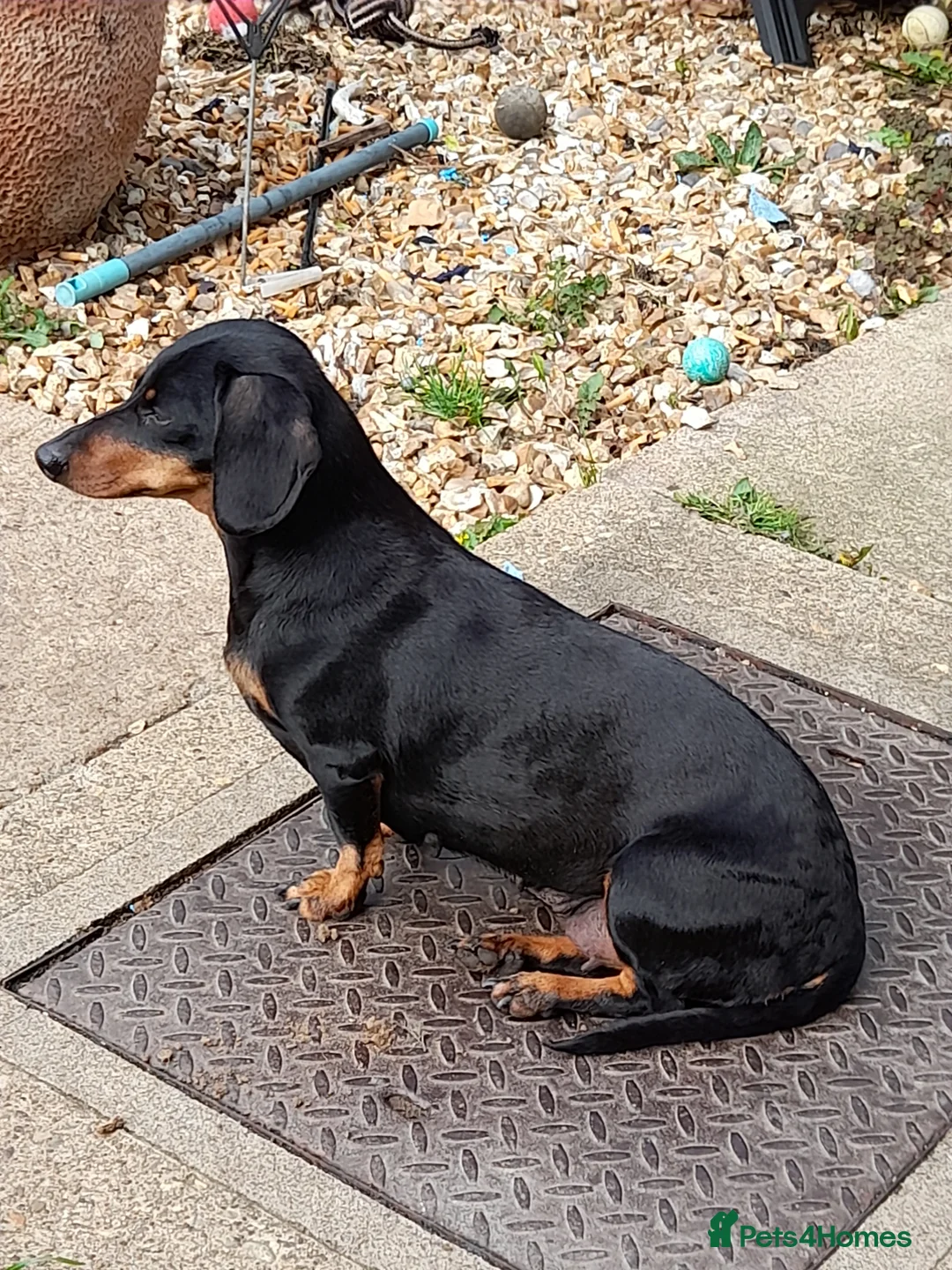 Miniature Dachshund dogs for sale: 13  week old mini dachshund puppy   - Advert 2