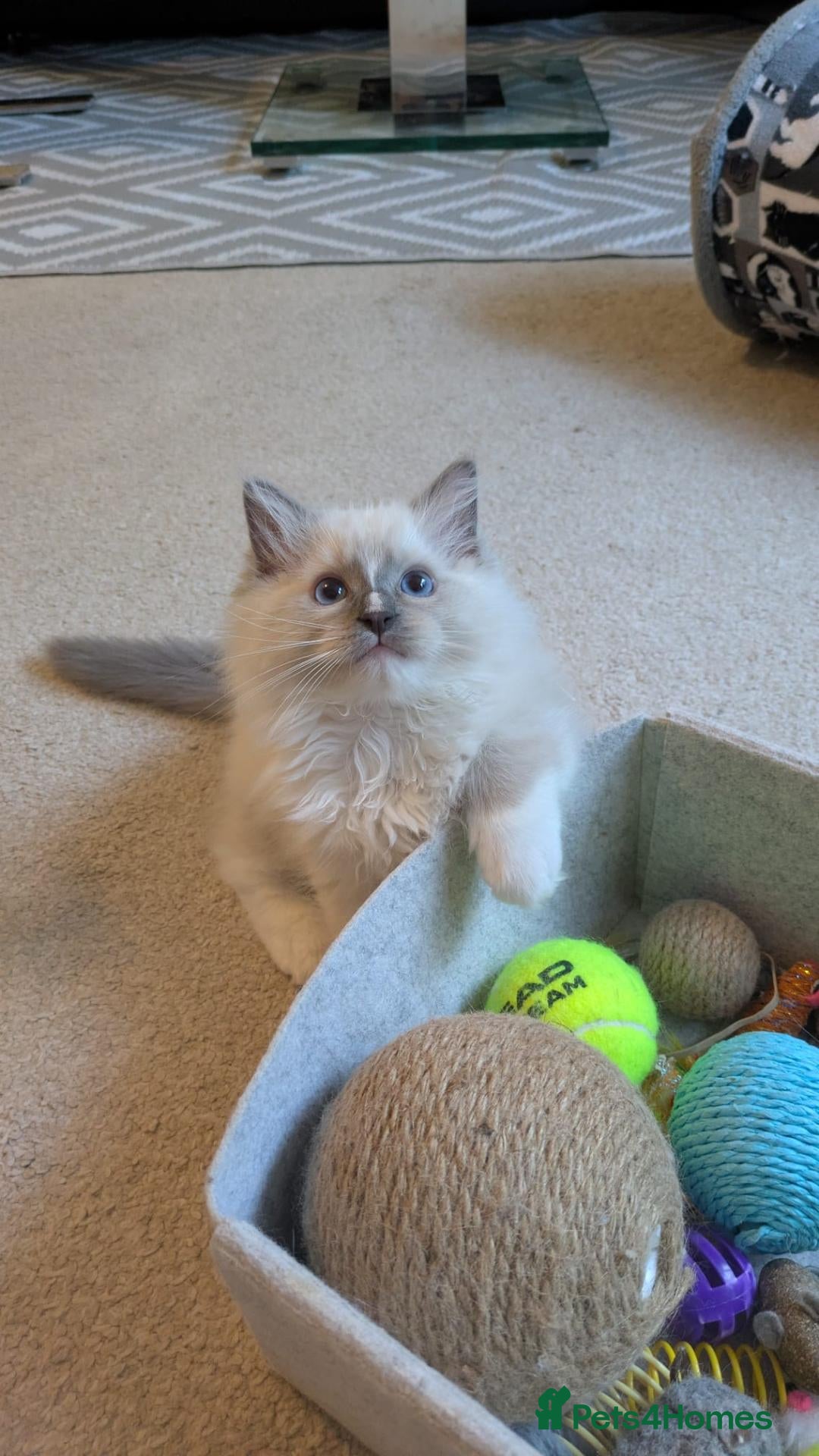 Ragdoll cats TICA Ragdoll Kittens – Mink & Traditional - Advert 1