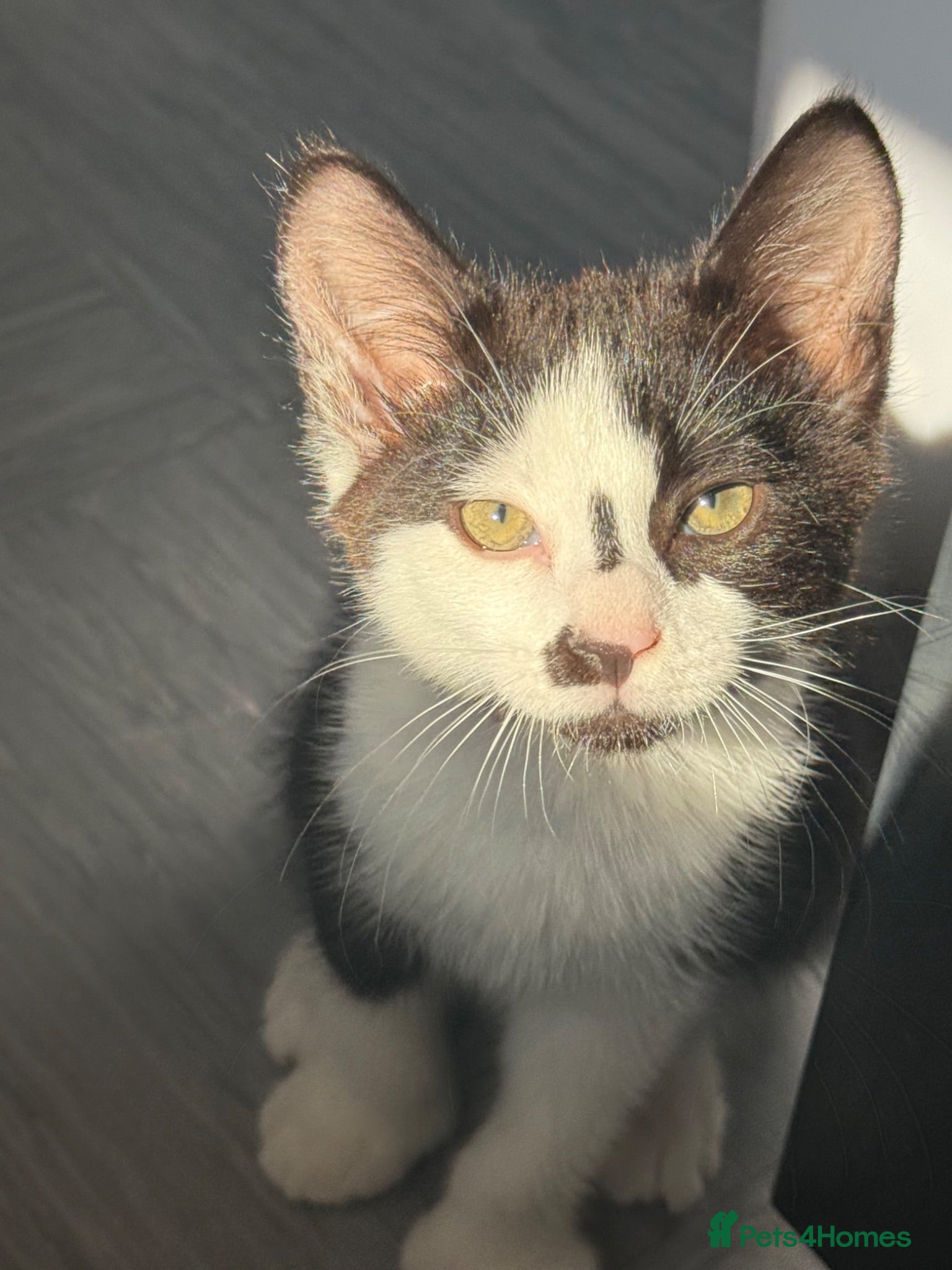 Mixed Breed cats male kitten needing rehome pls read description - Advert 1