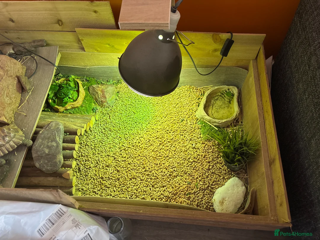 Hermann Tortoise reptiles for sale: Herman Male Tortoise - Advert 2