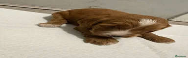 Sproodle Puppy 3