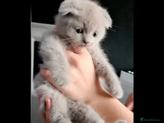 Scottish Fold cats 🐾✨ Adorable Kittens - Advert 2