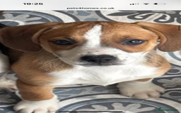 Mixed Breed dogs for sale: Staff x  in Limavady - Image 5