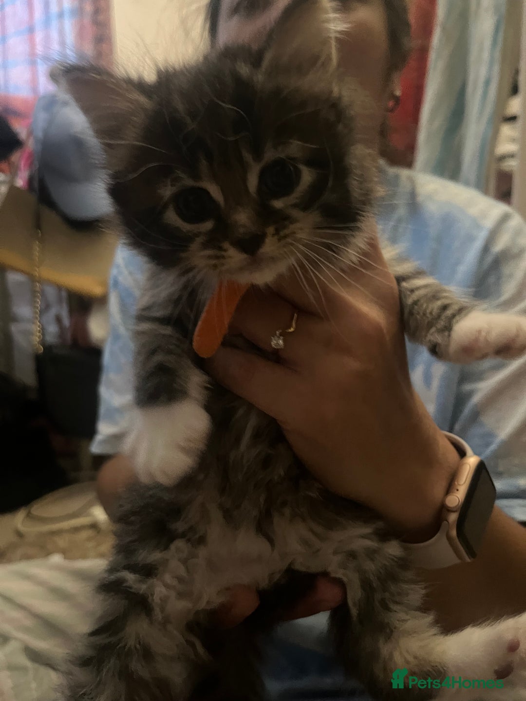 Mixed Breed cats for sale: 9 gorgeous kittens - Image 3