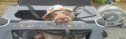 Cockapoo dogs for stud: F1 Cockerpoo - Dad Pedergee Spanial, Mum Cockerpoo in Honiton - Advert 2